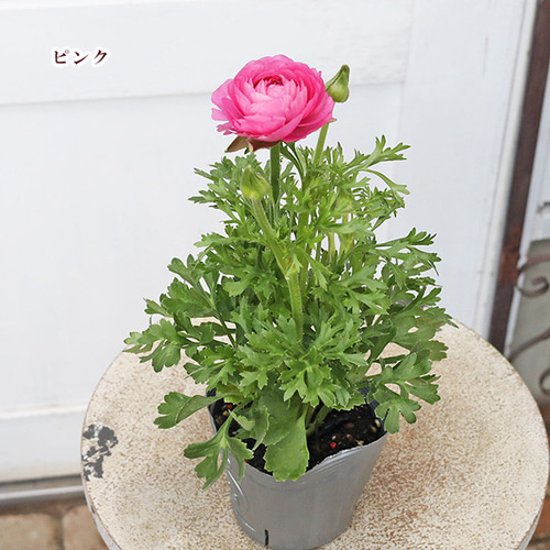 花苗 ラナンキュラス スプリンクル ピンク イエロー ホワイト 花苗 ラナンキュラス スプリンクル ピンク イエロー ホワイト