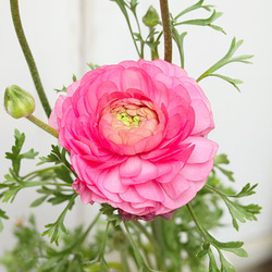 花苗 ラナンキュラス スプリンクル 3.5号 ピンク オレンジ イエロー バイオレット 宿根草 春までよく咲く 明る 5枚目の画像