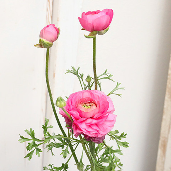 花苗 ラナンキュラス スプリンクル 3.5号 ピンク オレンジ イエロー バイオレット 宿根草 春までよく咲く 明る 4枚目の画像