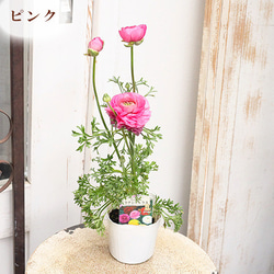 花苗 ラナンキュラス スプリンクル 3.5号 ピンク オレンジ イエロー バイオレット 宿根草 春までよく咲く 明る 3枚目の画像
