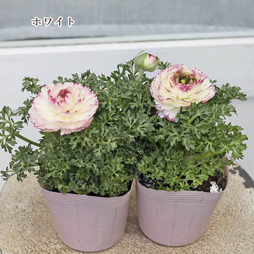 花苗 ラナンキュラス スプリンクル ピンク イエロー ホワイト 花苗 ラナンキュラス スプリンクル ピンク イエロー ホワイト