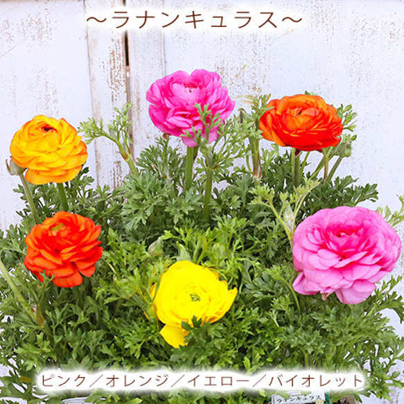 花苗 ラナンキュラス スプリンクル 3.5号 ピンク オレンジ イエロー バイオレット 宿根草 春までよく咲く 明る 1枚目の画像