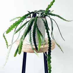 フィッシュボーンカクタス 陶器鉢 観葉植物 室内 1枚目の画像