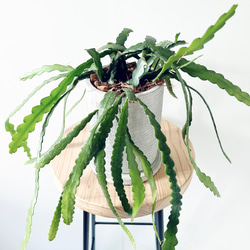 フィッシュボーンカクタス 陶器鉢 観葉植物 室内 6枚目の画像