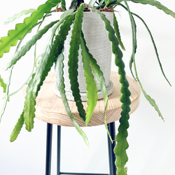 フィッシュボーンカクタス 陶器鉢 観葉植物 室内 5枚目の画像