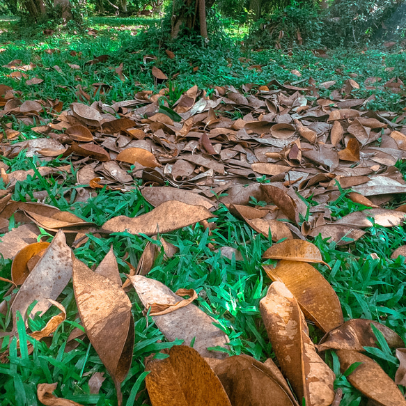 小物入れ トレー プレート 小物収納 天然物 アクセサリートレイ サスティナブル KHAOYAI LEAVES 11枚目の画像