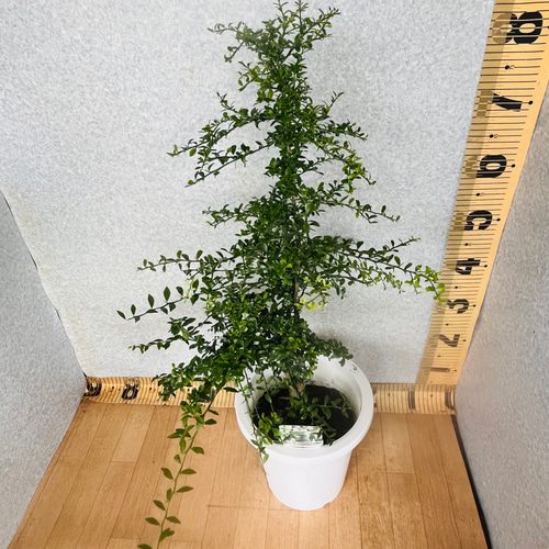 高級食材 柑橘苗 フィンガーライム接木苗/リックスレッド 高級食材 柑橘苗 フィンガーライム接木苗/リックスレッド