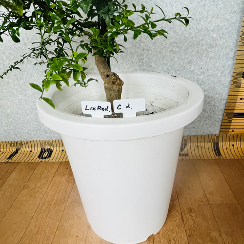 高級食材 柑橘苗 フィンガーライム接木苗/リックスレッド 高級食材 柑橘苗 フィンガーライム接木苗/リックスレッド
