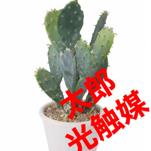 光触媒 人工観葉植物 ウォールグリーン フェイクグリーン サボテン 