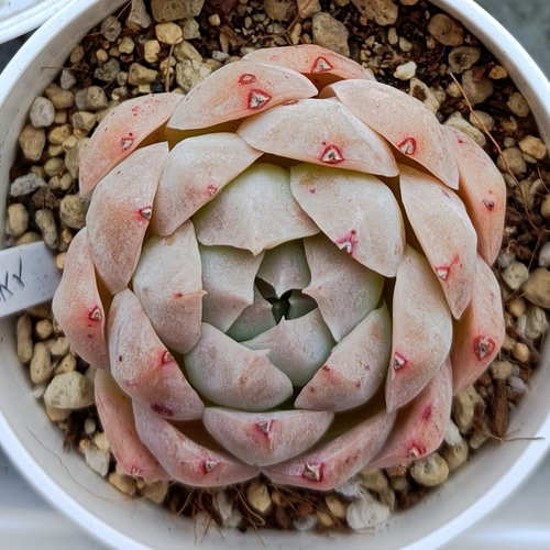 赤ピンク美人 多肉植物 多肉植物 多肉✩モンスター 通販 17105599