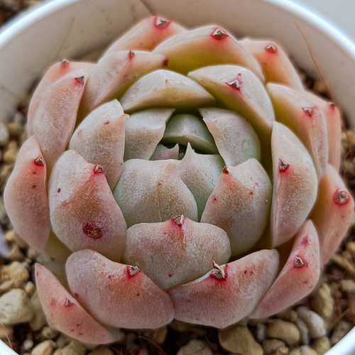 赤ピンク美人 多肉植物 多肉植物 多肉✩モンスター 通販 17105599