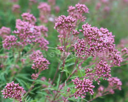 ユーパトリウム 羽衣 根付きの部分 一株 その他素材 mofrin 通販  