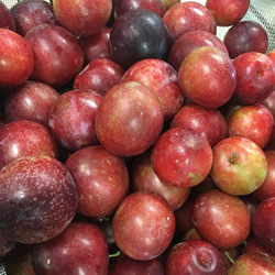 すもも　の　コンフィチュール  new 4枚目の画像