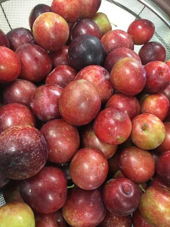 すもも　の　コンフィチュール  new 4枚目の画像