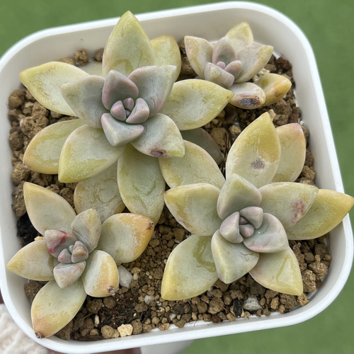 グラマー 多肉植物 抜き苗 【公式通販】