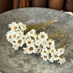 お勧め花材❣️オーストラリアデージー小分け❣️ハンドメイド花材ドライフラワー 1枚目の画像