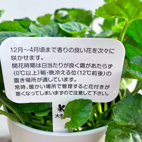 においスミレ♪パルマスミレ♪ほんのりいい香り♪多年草 においスミレ♪パルマスミレ♪ほんのりいい香り♪多年草