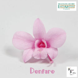 地球農場！永生花「Denfare Pink 1 Flower」Preza Denfare 花材料植物標本室時尚可愛 第1張的照片