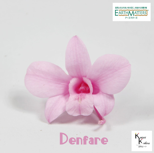 地球農場！永生花「Denfare Pink 1 Flower」Preza Denfare 花材料植物標本室時尚可愛 第1張的照片