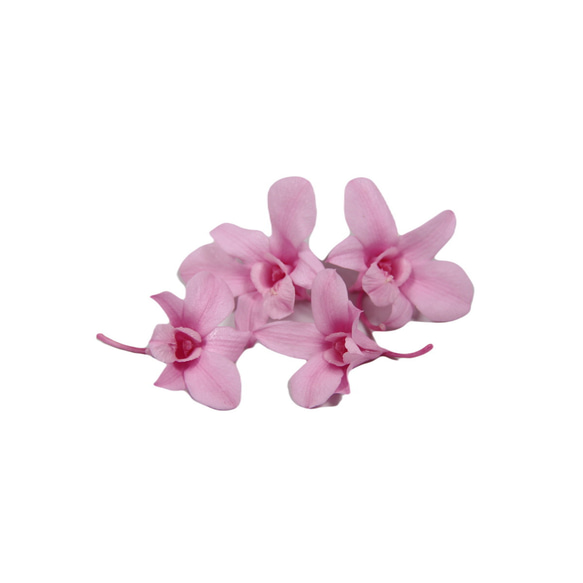 地球農場！永生花「Denfare Pink 1 Flower」Preza Denfare 花材料植物標本室時尚可愛 第2張的照片