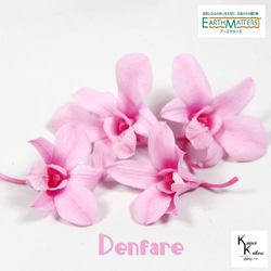 地球農場！永生花「Denfare Pink 1 Flower」Preza Denfare 花材料植物標本室時尚可愛 第1張的照片