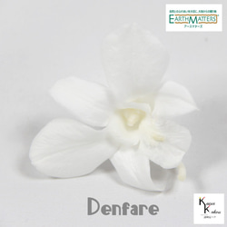 地球農場！永生花「Denfare White 1 Flower」Preza Denfare 花材料植物標本室時尚 第1張的照片