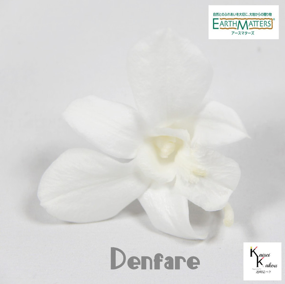 地球農場！永生花「Denfare White 1 Flower」Preza Denfare 花材料植物標本室時尚 第1張的照片