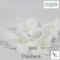 地球農場！永生花「Denfare 白色 4 輪」Preza Denfare 花材植物標本室時尚 第1張的照片