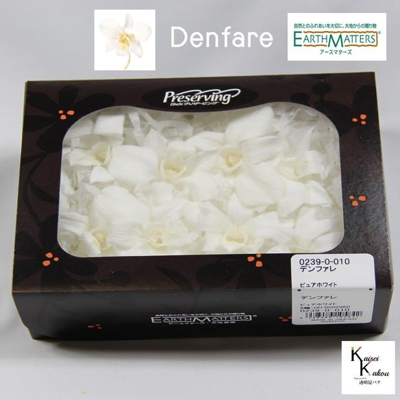 地球農場！永生花「Denfare White 8 Flowers」Preza Denfare 花材植物標本室時尚 第1張的照片