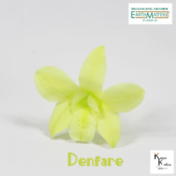 地球農場！永生花「Denfare 鮮綠 1 花」Preza Denfare 花材標本館 第1張的照片