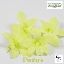 地球農場！永生花「Denfare 鮮綠 4 輪」Preza Denfare 花材標本館 第1張的照片