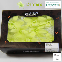 地球農場！永生花「Denfare 鮮綠 8 朵花」Preza Denfare 花材標本館 第1張的照片