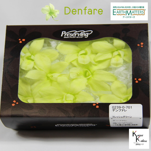 地球農場！永生花「Denfare 鮮綠 8 朵花」Preza Denfare 花材標本館 第1張的照片