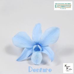 地球農場！永生花「Denfare Baby Blue 1 Flower」Preza Denfare 花材標本館時尚 第1張的照片