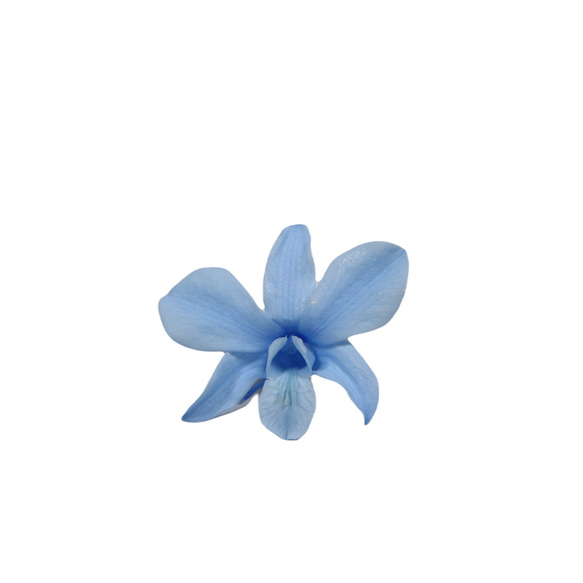 地球農場！永生花「Denfare Baby Blue 1 Flower」Preza Denfare 花材標本館時尚 第2張的照片