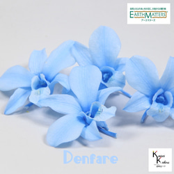 地球農場！永生花「Denfare Baby Blue 4 Wheels」Preza Denfare 花卉材料植物標本室時尚 第1張的照片