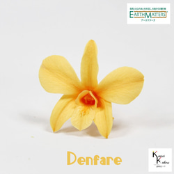 地球農場！永生花「Denfare Julia Orange 1 花」Preza Denfare 花材標本館時尚 第1張的照片