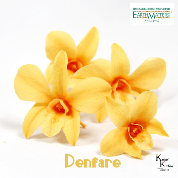 地球農場！永生花「Denfare Julia Orange 4 輪」Preza Denfare 花材植物標本室時尚 第1張的照片