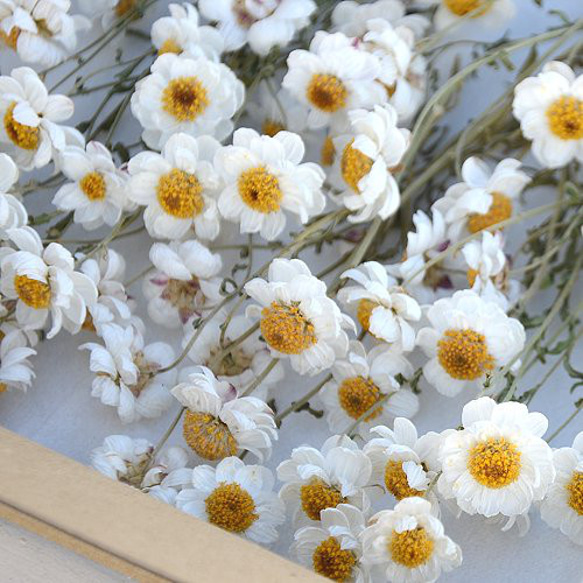 花かんざし訳あり品120輪・大きさミックス・ドライフラワー その他素材