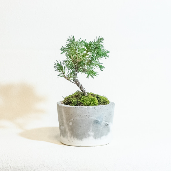 ≪ 観葉植物 ≫室内管理もオッケーなトショウマツの鉢植え｜シンプルでお部屋を選ばない手作りモルタル｜送料全国一律850円 4枚目の画像