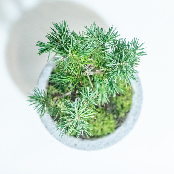 ≪ 観葉植物 ≫室内管理もオッケーなトショウマツの鉢植え｜シンプルでお部屋を選ばない手作りモルタル｜送料全国一律850円 5枚目の画像