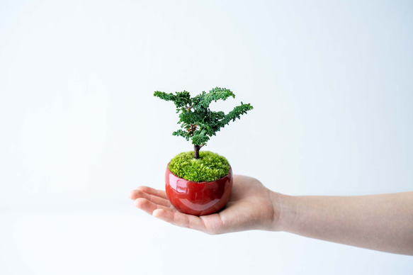 石化ヒノキ｜赤硝子のうつわ 盆栽 Sekibokka 通販 17108476｜Creema