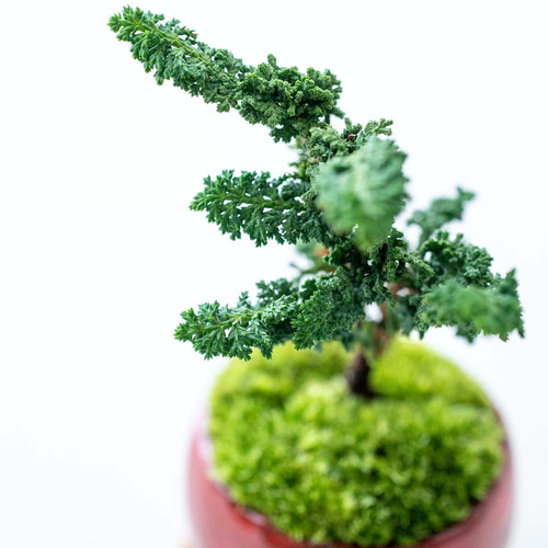 石化ヒノキ　極太根上がり懸崖 石化ヒノキ 極太根上がり懸崖