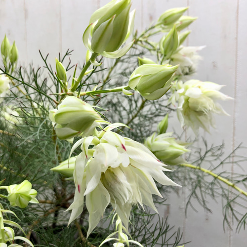 大株 花付き！ blushing bride セルリア ブラッシングブライド その他