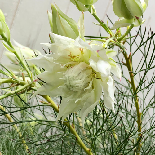 大株 花付き！ blushing bride セルリア ブラッシングブライド その他