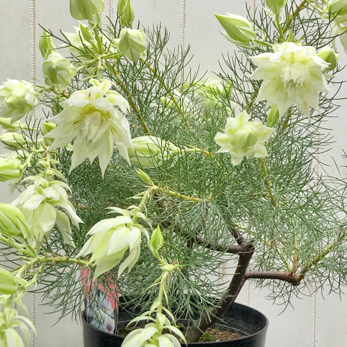 大株 花付き！ blushing bride セルリア ブラッシングブライド その他