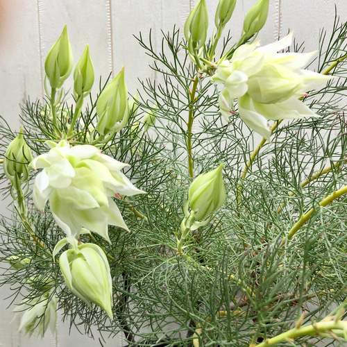 大株 花付き！ blushing bride セルリア ブラッシングブライド その他