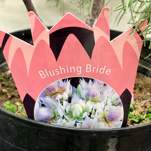 大株 花付き！ blushing bride セルリア ブラッシングブライド その他