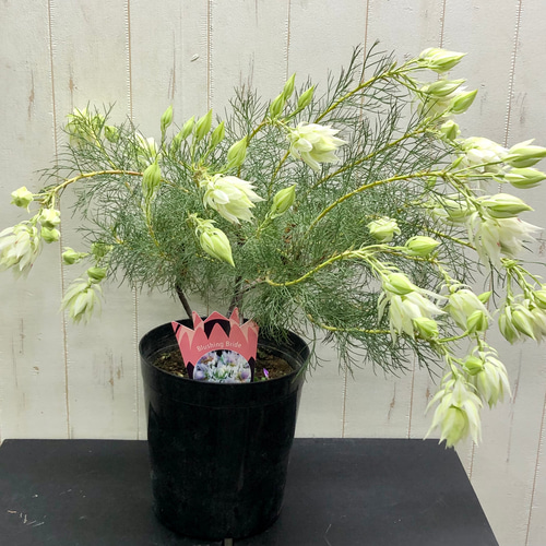 大株 花付き！ blushing bride セルリア ブラッシングブライド その他