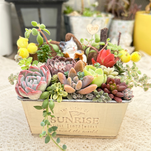 送料無料】再販♡ 長靴の中でスヤスヤ猫さん 多肉植物寄せ植え 贈り物